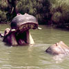 ungle Cruise Hippo Pool publicity image 1950’s