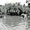 Hippos on the Jungle Cruise 1956