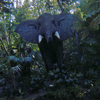 Bull Elephant, 1965 or 1966