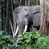 Disneyland Jungle Cruise African Bull Elephant, December 2008