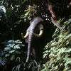 Disneyland African Bull Elephant, October 1970