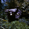 Bull Elephant, July 1961