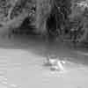Disneyland Jungle Cruise Hippo Pool 1958