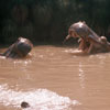 Disneyland Jungle Cruise Hippo Pool Summer 1959