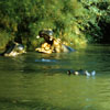 Jungle Cruise Hippo pool photo, 1950s