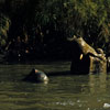 Jungle Cruise Hippo pool photo, 1950s