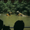 Disneyland Jungle Cruise Hippo pool photo, September 1958