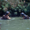 Jungle Cruise at Disneyland hippo pool photo, May 1960