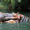 Hippos on the Jungle Cruise photo, February 2010