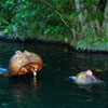 Hippos on the Jungle Cruise September 2007
