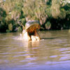 Jungle Cruise Hippos, 1950s