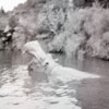 Jungle Cruise hippo pool, 1955