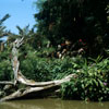 Jungle Cruise Natives, August 1959
