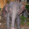 Baby elephant, May 2007