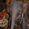 Baby elephant, August 2007