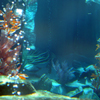 Finding Nemo Submarine Voyage, January 2009