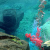 Finding Nemo Submarine Voyage, February 2009