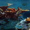 Finding Nemo Submarine Voyage May 2012