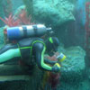 Finding Nemo Submarine Voyage, May 2008