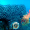 Finding Nemo Submarine Voyage, June 2007
