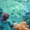 Finding Nemo Submarine Voyage, May 2009