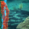 Finding Nemo Submarine Voyage, May 2009