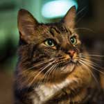 Daveland Pet/Cat photo