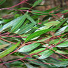 Eucalyptus Leaves at UCSD Spring 2002
