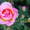 Balboa Park Rose Garden September 2016