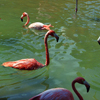 Pink Flamingos Summer 2005