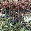 Swiss Family Robinson Tree House, 1960s