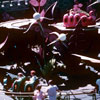 Alice in Wonderland attraction, December 1961