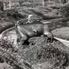 Midget Autopia, June 1957