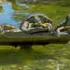 Turtles at Will Rogers Memorial Park, Beverly Hills, May 2017