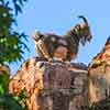 Big Thunder Mountain Railroad, April 2009