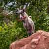 Disneyland Big Thunder Mountain Railroad May 2015