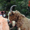 Big Thunder Mountain Railroad, December 2008