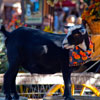 Disneyland Big Thunder Mountain Ranch Halloween Roundup October 2012