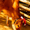 Disneyland Big Thunder Mountain Ranch Reindeer Roundup, December 2006