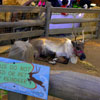 Disneyland Big Thunder Mountain Ranch Reindeer Roundup, December 2006