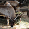 Big Thunder Mountain Ranch Reindeer Roundup, December 2009