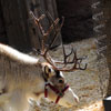 Big Thunder Mountain Ranch Reindeer Roundup, December 2009