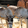 Big Thunder Mountain Ranch Reindeer Roundup, December 2009