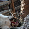 Big Thunder Mountain Ranch Reindeer Roundup, December 2009