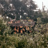 Burning Cabin at Disneyland photo, Summer 1959