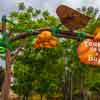 Disney California Adventure A Bug's Land May 2016