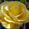 Roses at California Adventure, April 2007