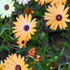 flowers at California Adventure, May 2007