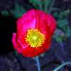 Poppies at Downtown Disney March 2008