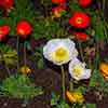 Poppies at Downtown Disney March 2008